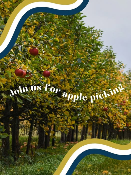 Join us for apple picking — apples growing in an autumn orchard